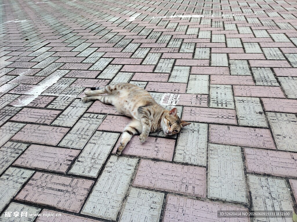 路边躺卧的小猫