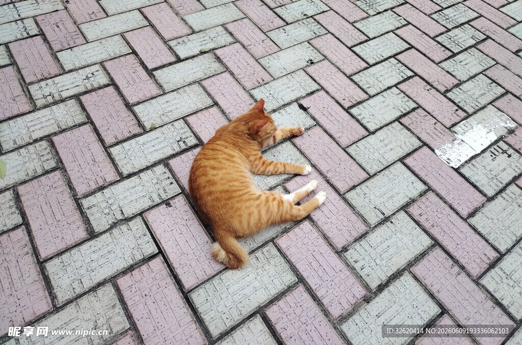 砖瓦路上的休憩小猫