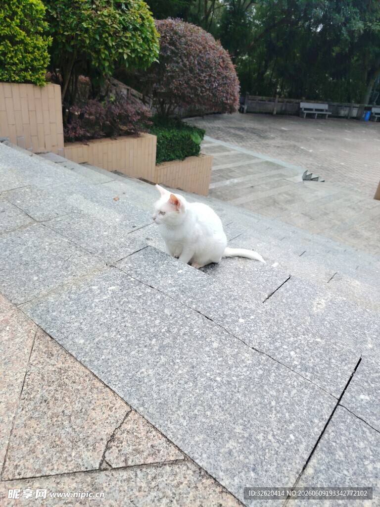 白色猫咪