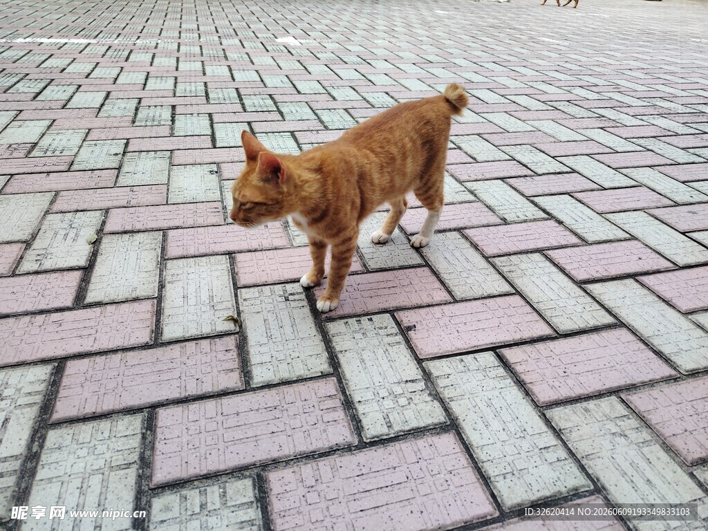 砖地上的棕色猫咪