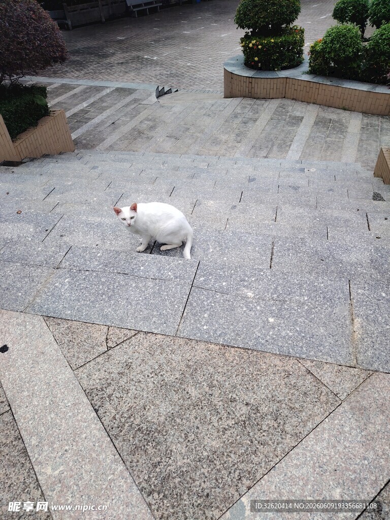 户外地面上的白色猫咪