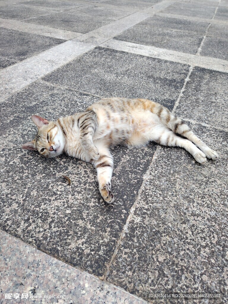 街头酣睡的花色猫咪