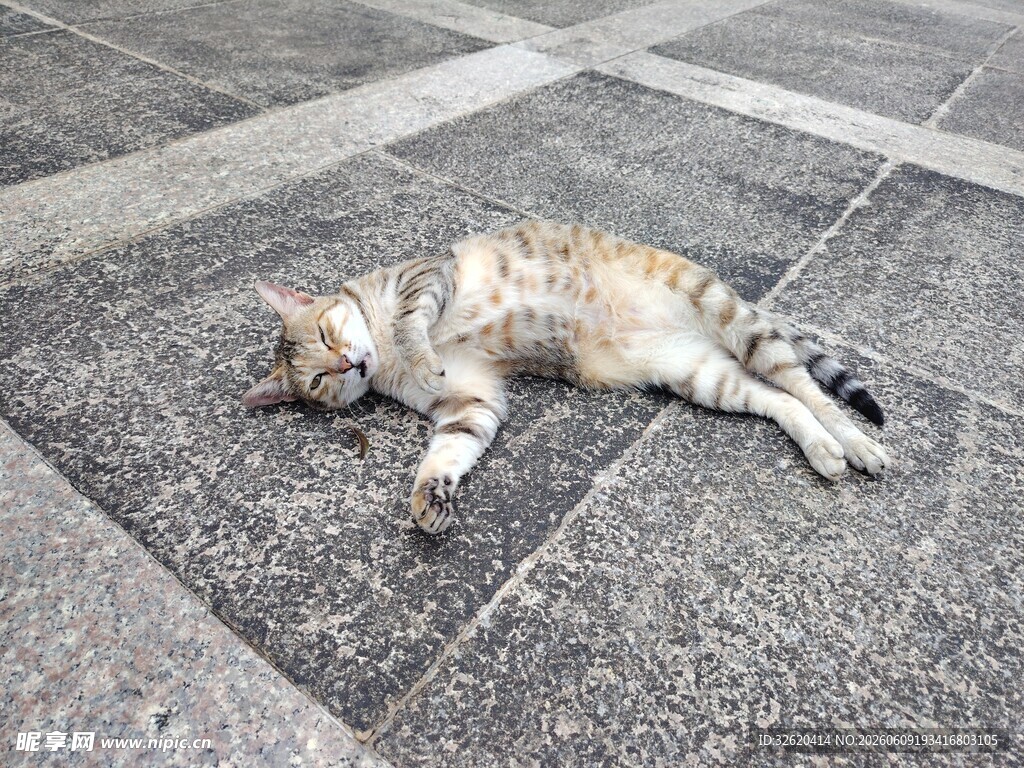 街头猫咪惬意躺卧