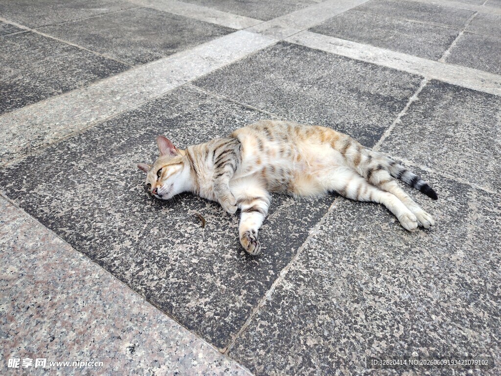 街头酣睡的萌态猫咪
