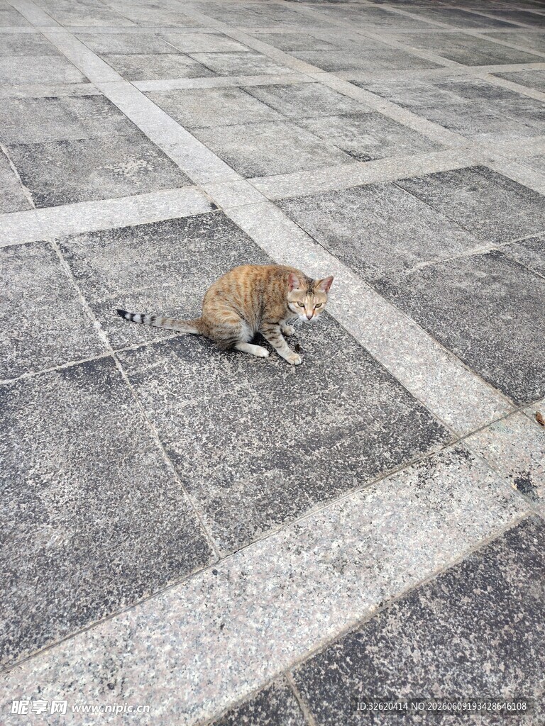 石板上的小猫咪