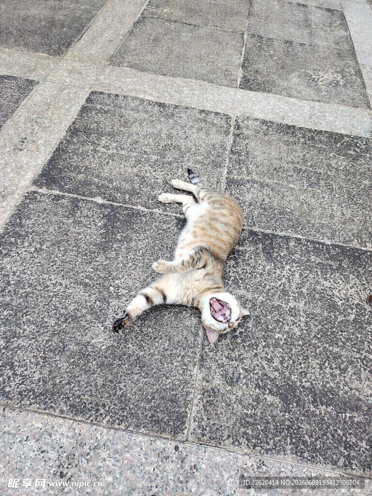 小狗惬意躺地享受时光