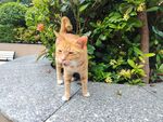 户外行走的橘色猫咪