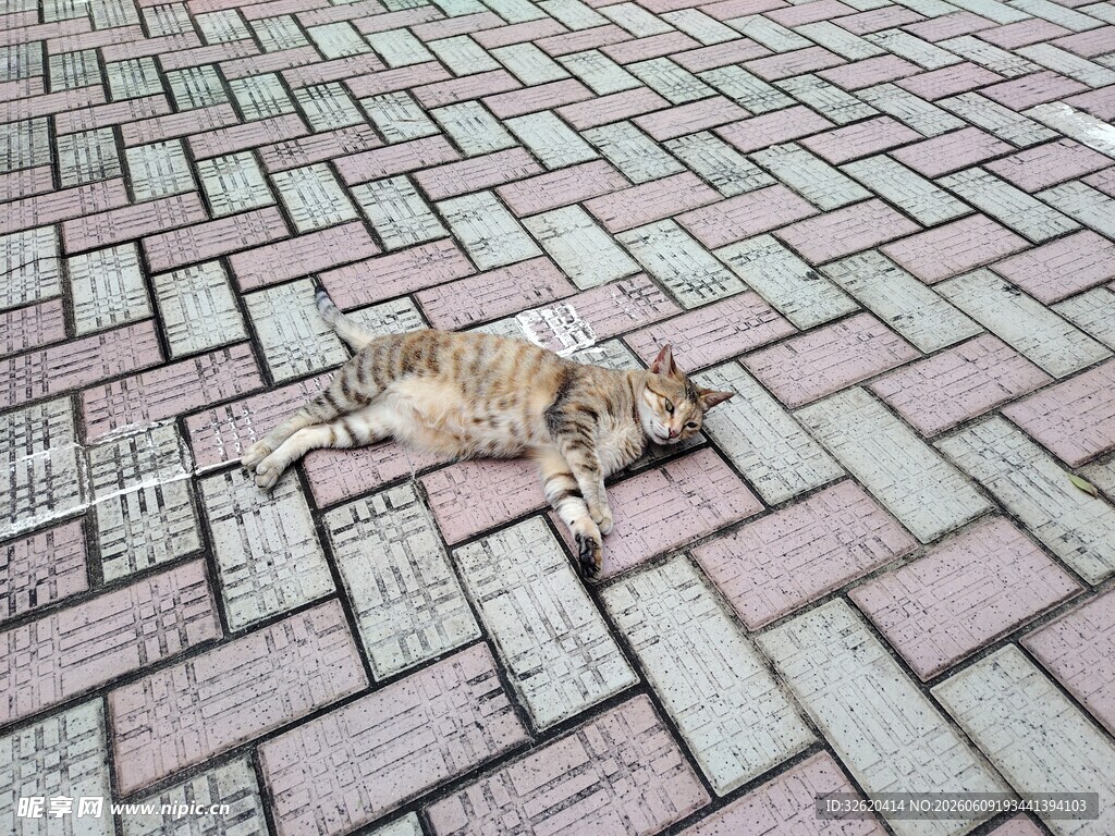 砖瓦路上休憩的小花猫