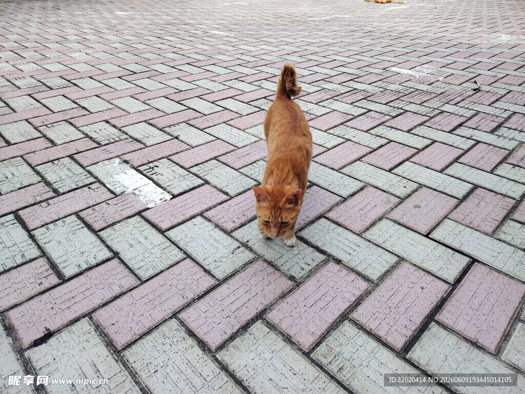 小橘猫在砖石路上行走