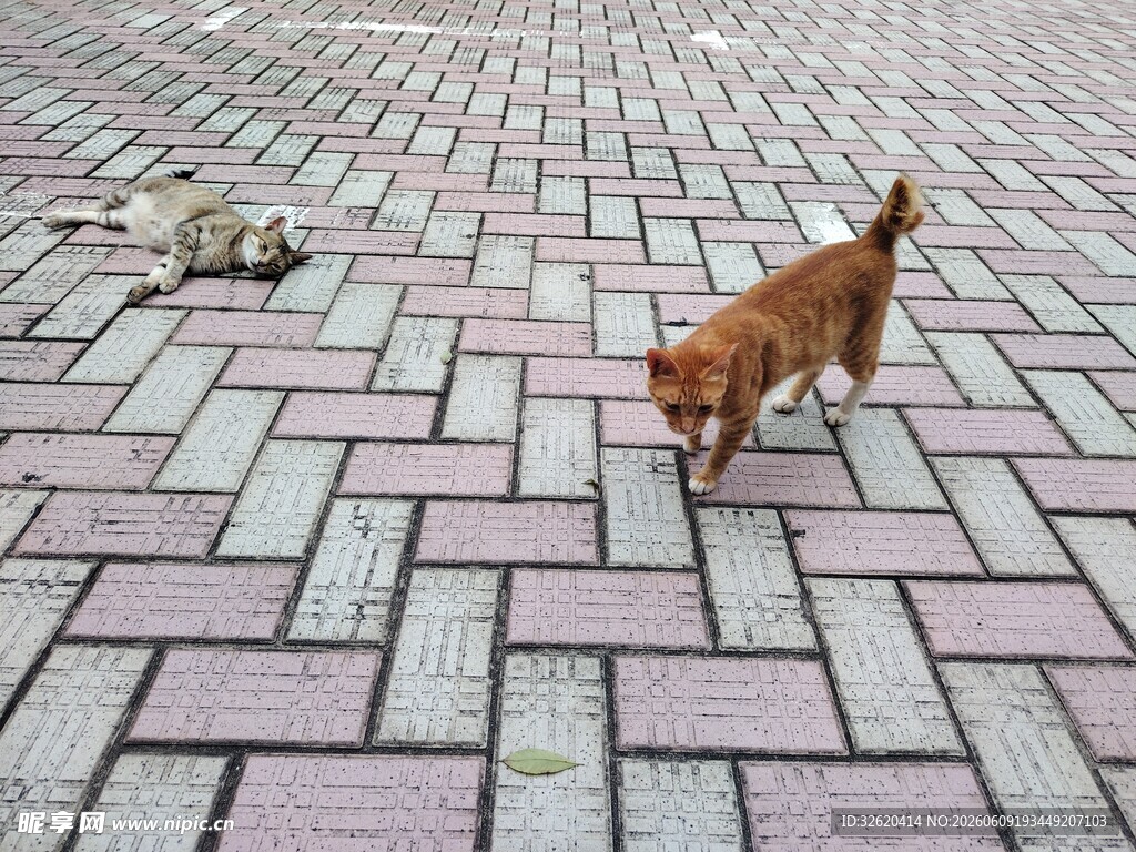 砖地行走的可爱小猫咪