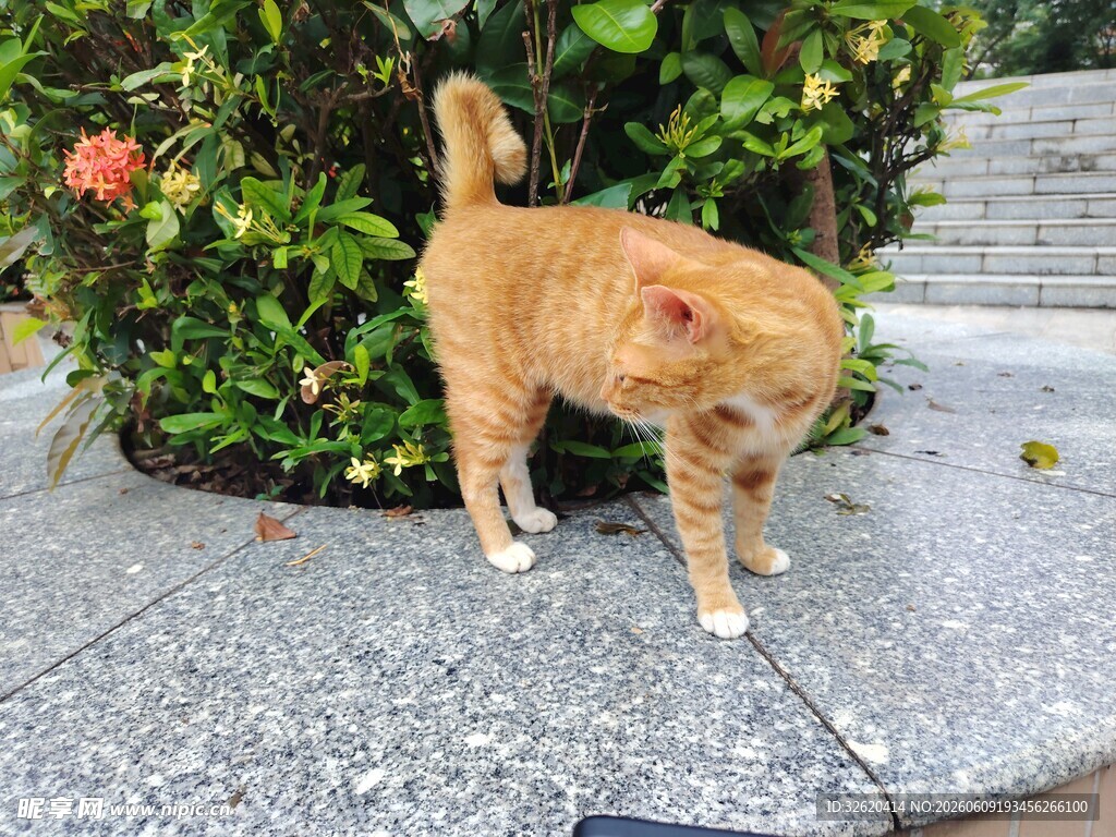 橘猫在绿植旁好奇张望