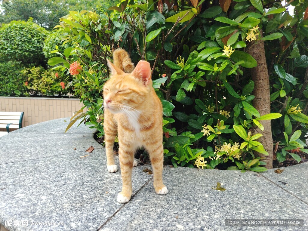 橘猫好奇张望绿植