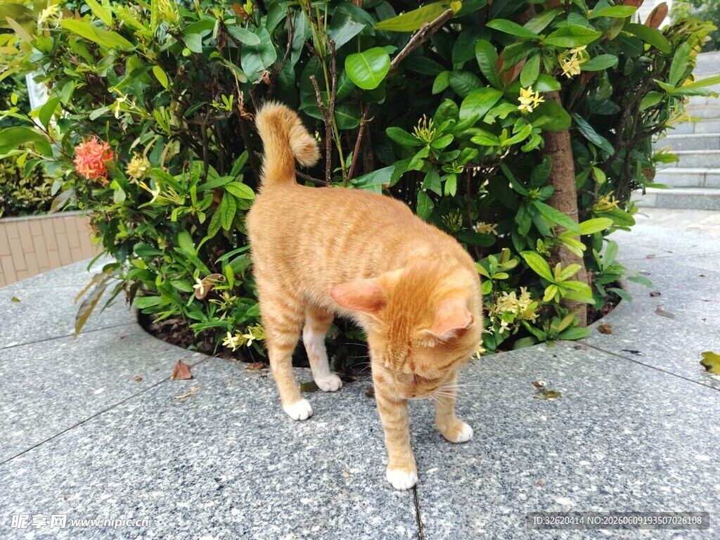 橘猫在绿植旁好奇嗅闻