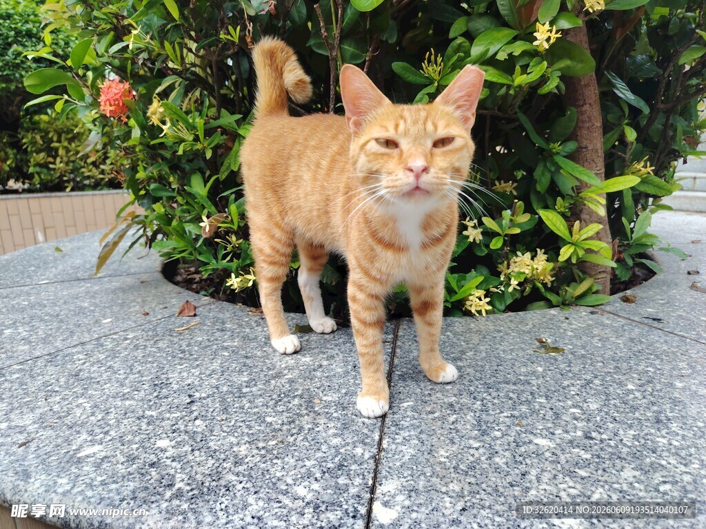 橘猫站在绿植旁