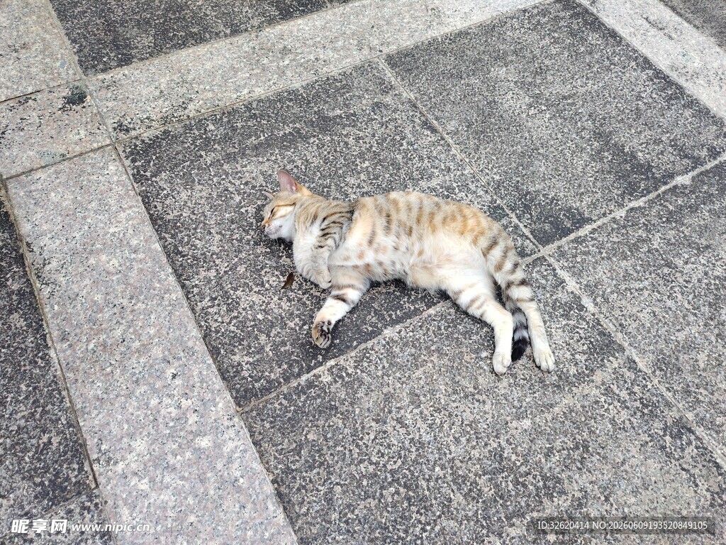 路边熟睡的小猫