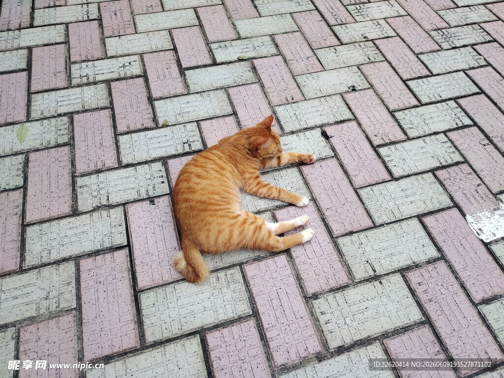 路边小憩的橘色猫咪