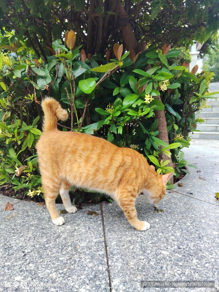 橘猫在绿植旁低头嗅闻