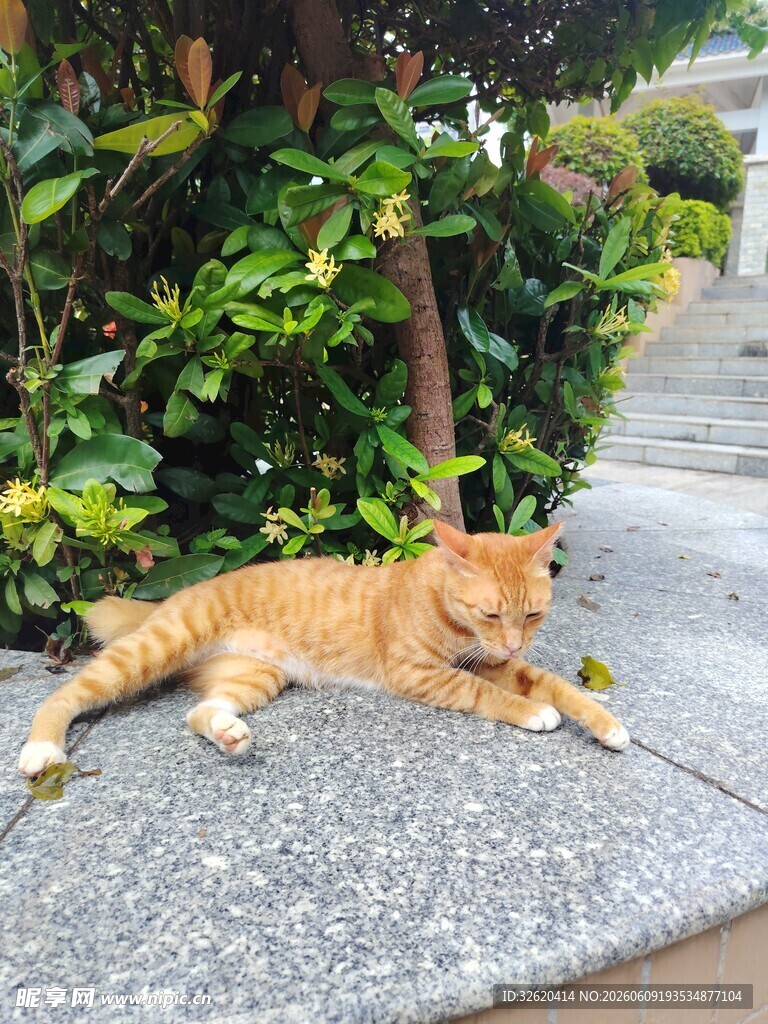 石板上休憩的橘色猫咪