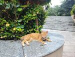 橘猫惬意躺于石台上