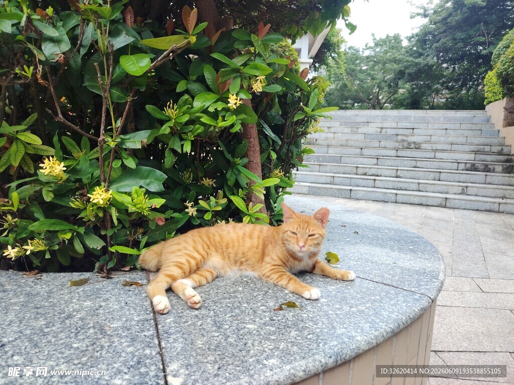 橘猫惬意躺于石台上