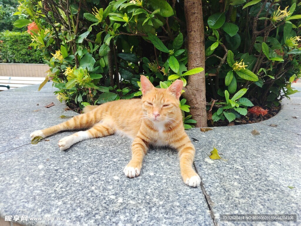 橘猫惬意躺卧在绿植旁