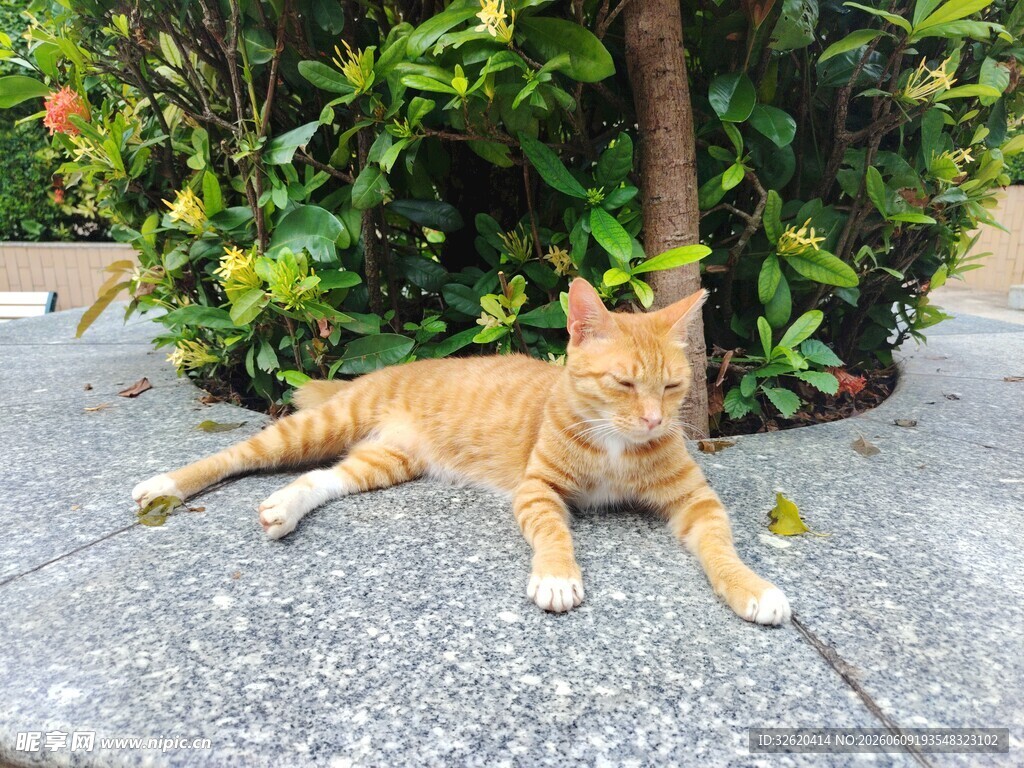 橘猫悠闲躺于绿植旁