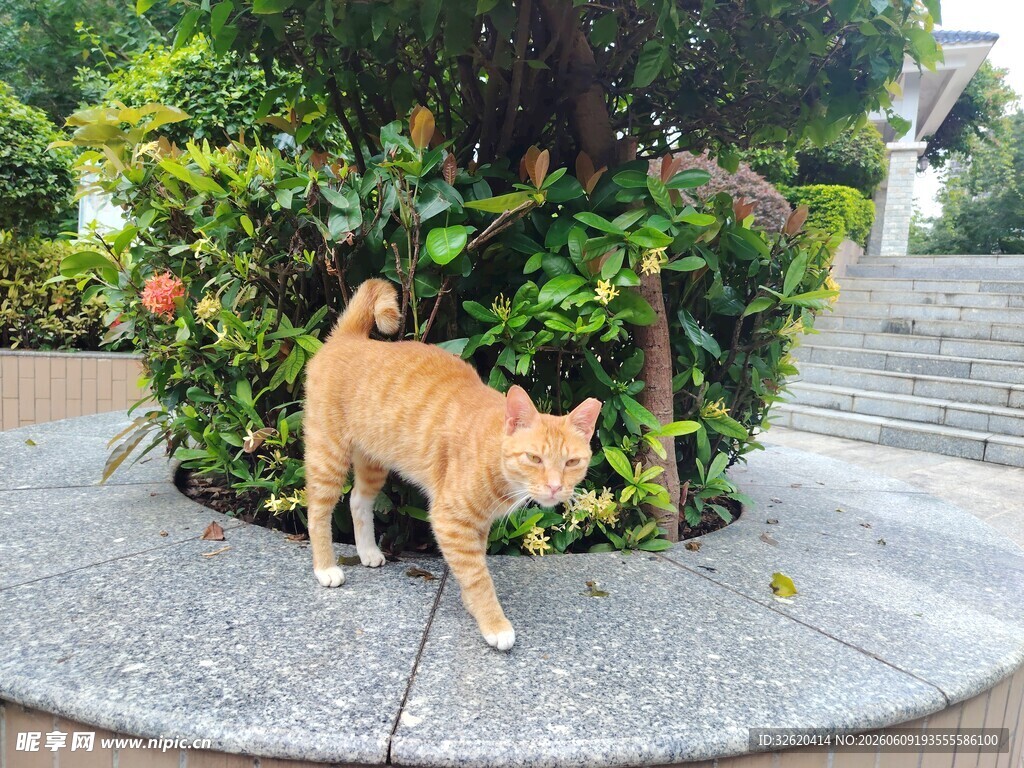 石台上的橘猫