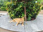 树下休憩的橘猫