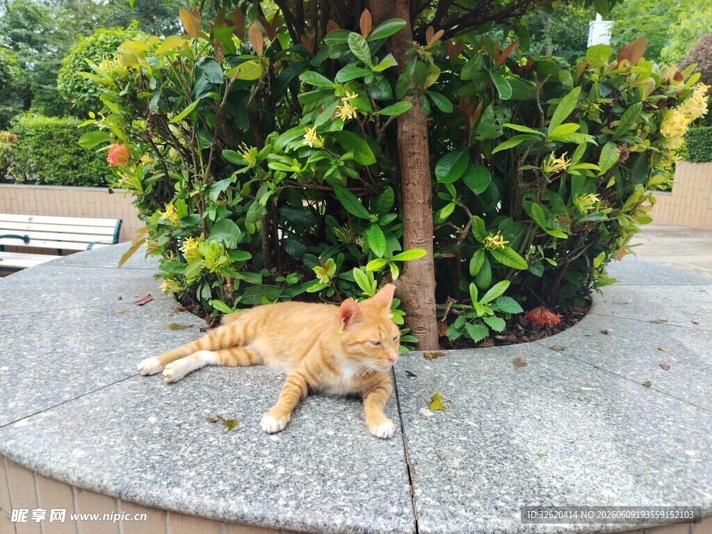 树下休憩的橘猫