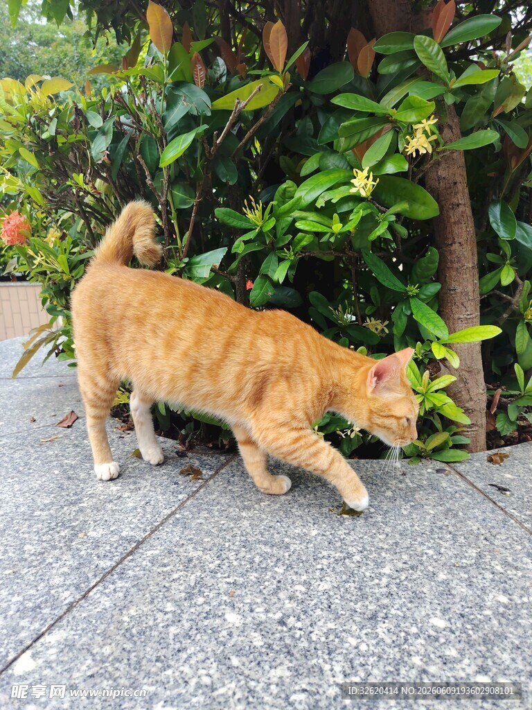 橘猫漫步绿植旁