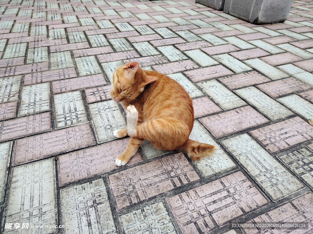 路边蜷卧的黄猫咪