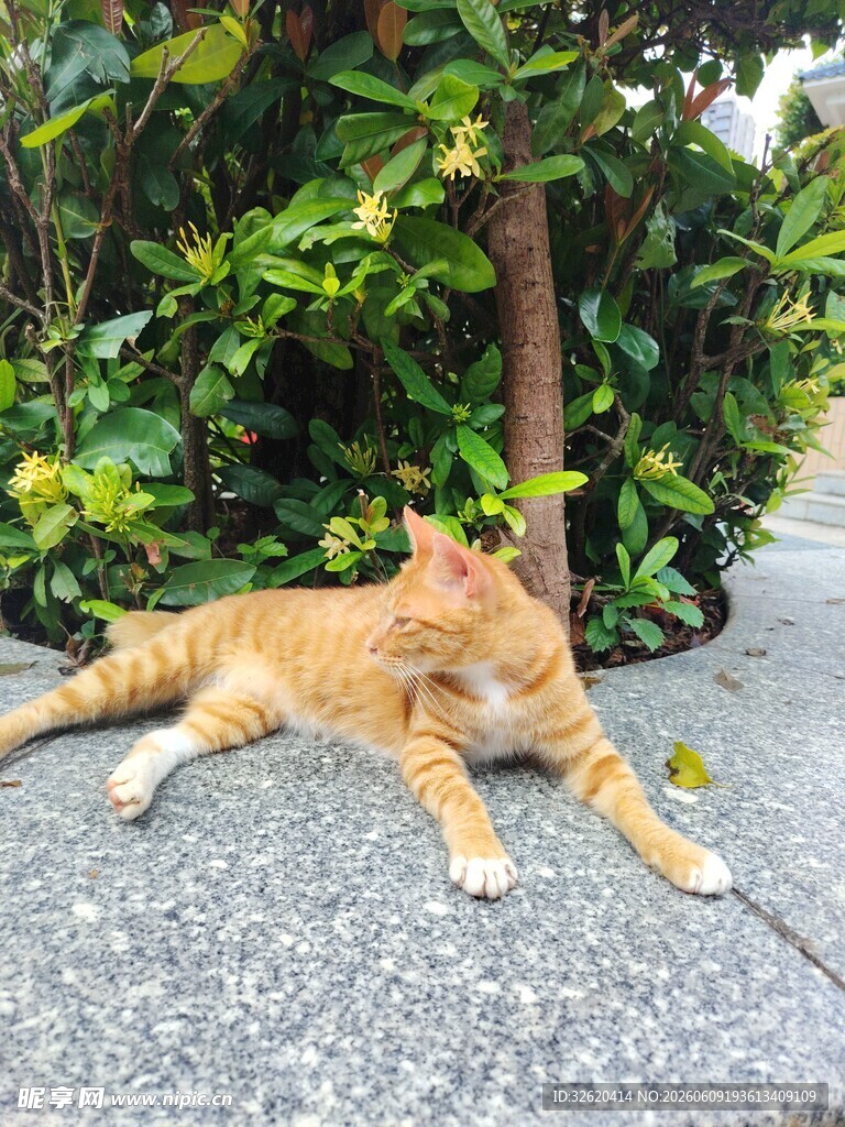 橘猫惬意躺于绿植旁