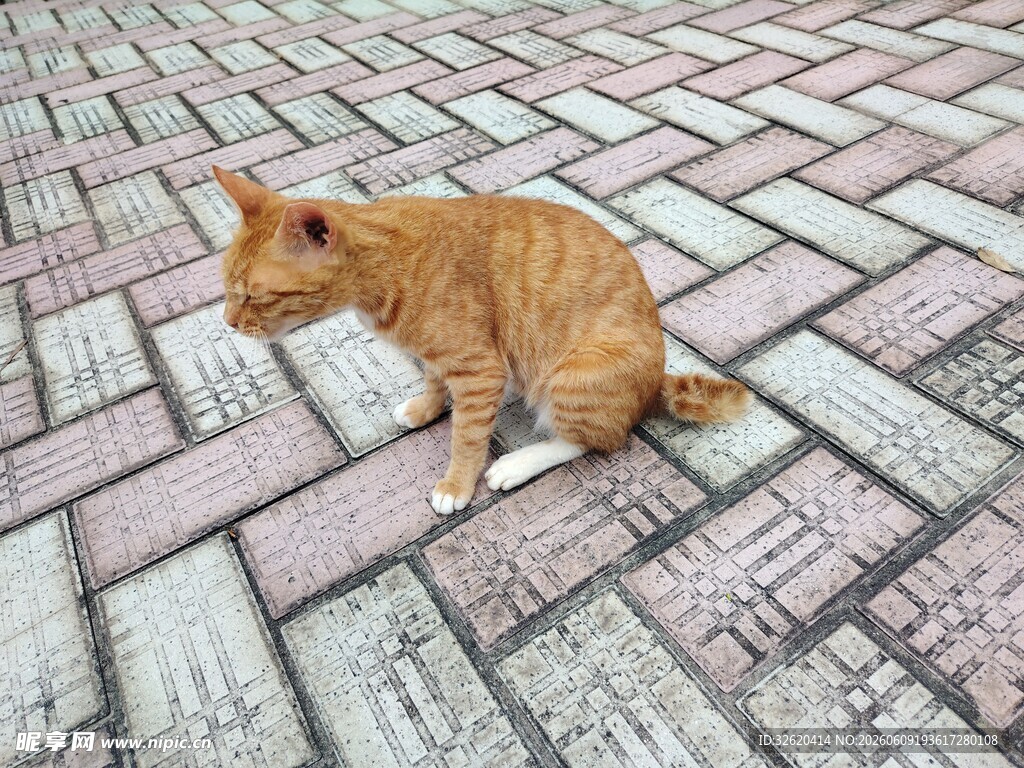橘猫蹲坐于砖石地面