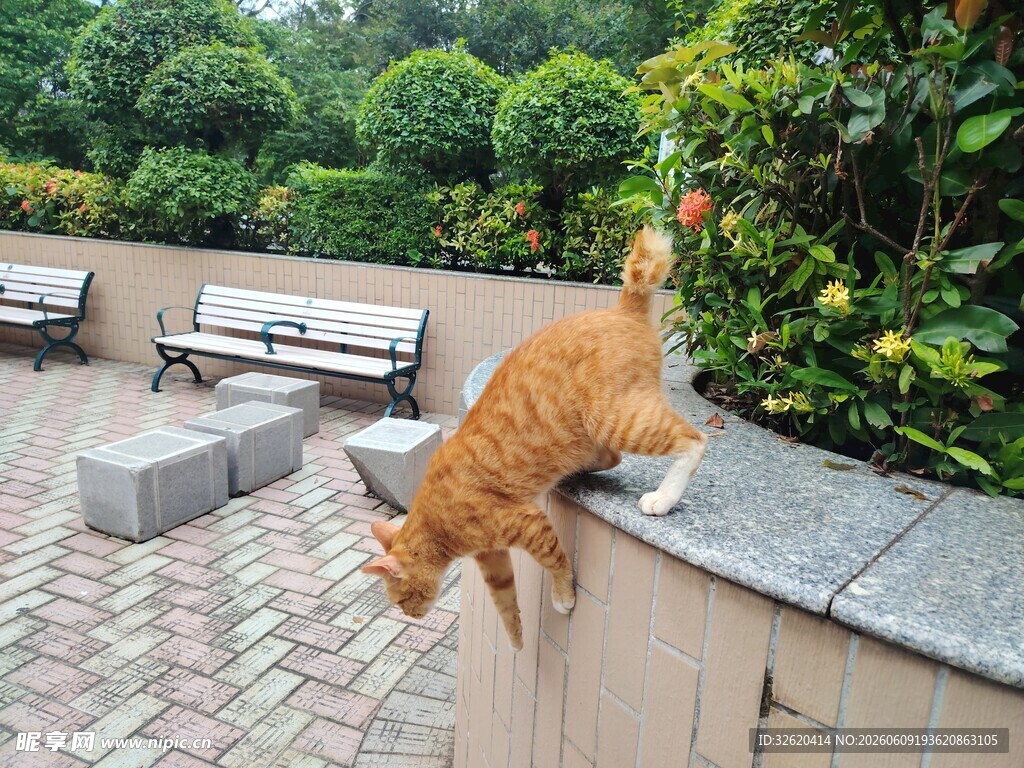 橘猫在户外台沿上行走