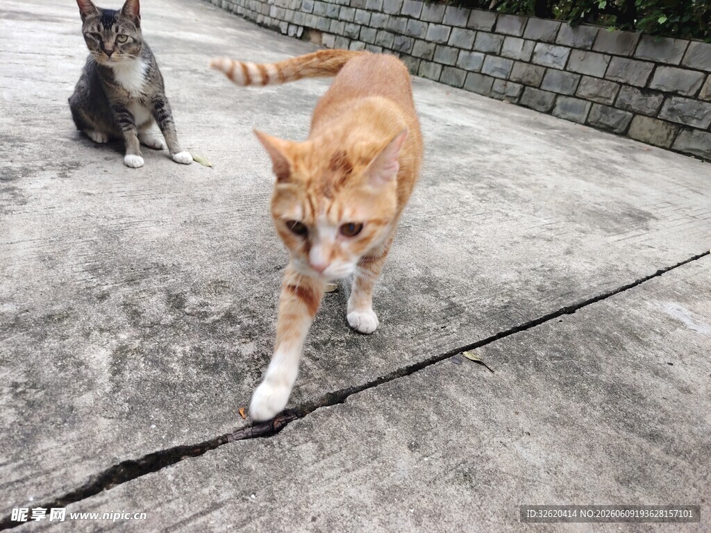 两只猫咪漫步
