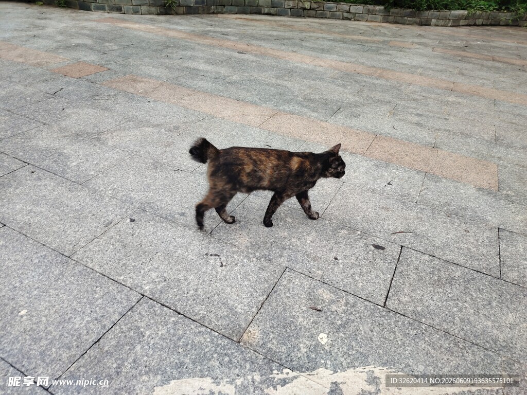路上行走的花纹小猫