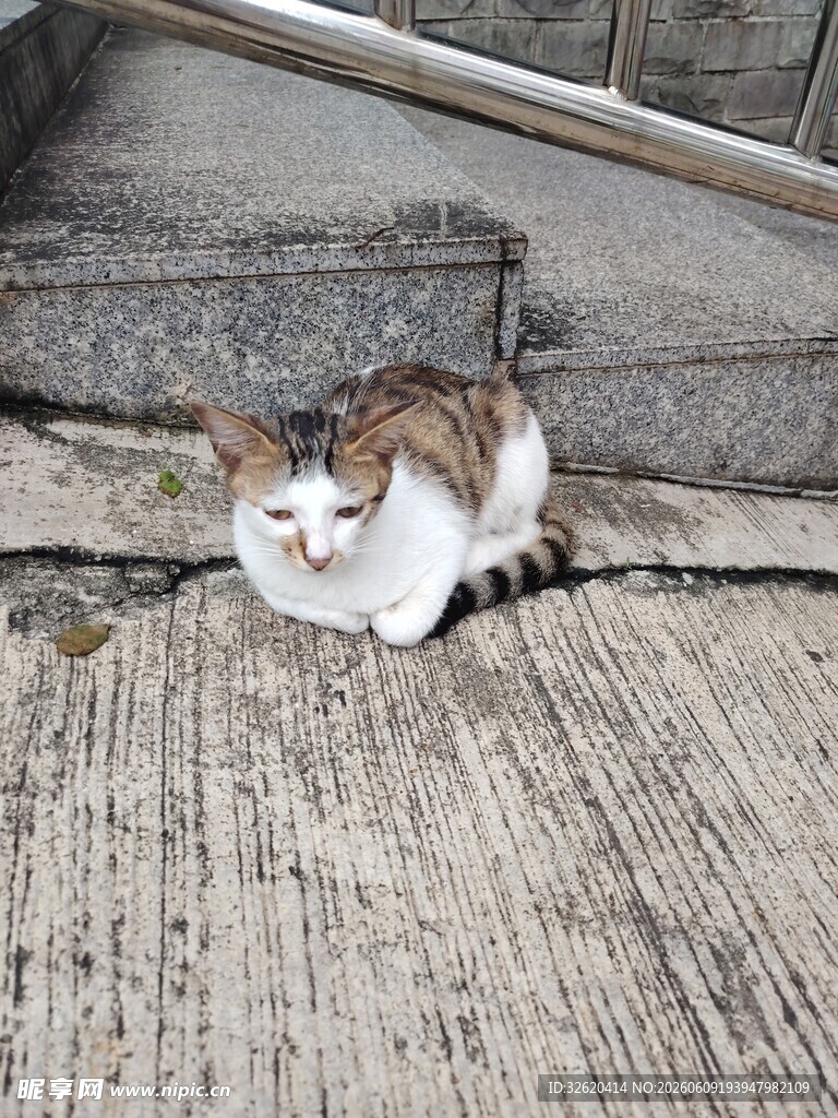 台阶上的猫咪