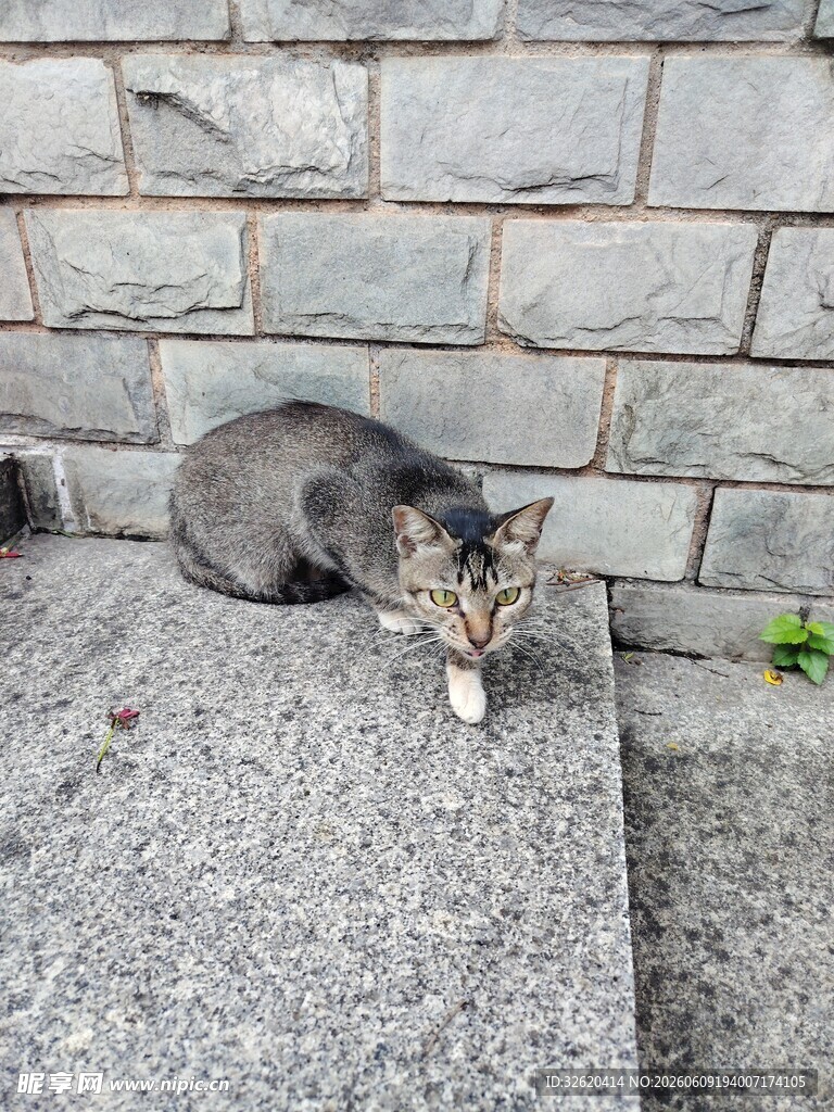 石台上休憩的可爱猫咪
