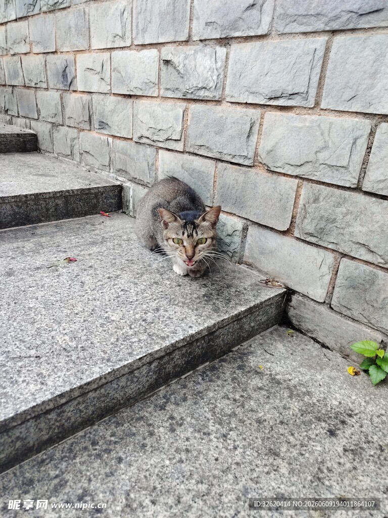 台阶上的猫咪