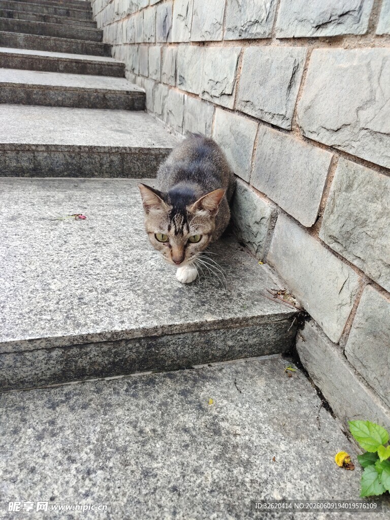 台阶旁的猫咪
