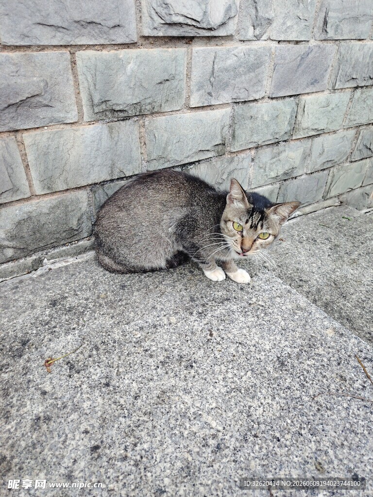墙角蜷卧的猫咪