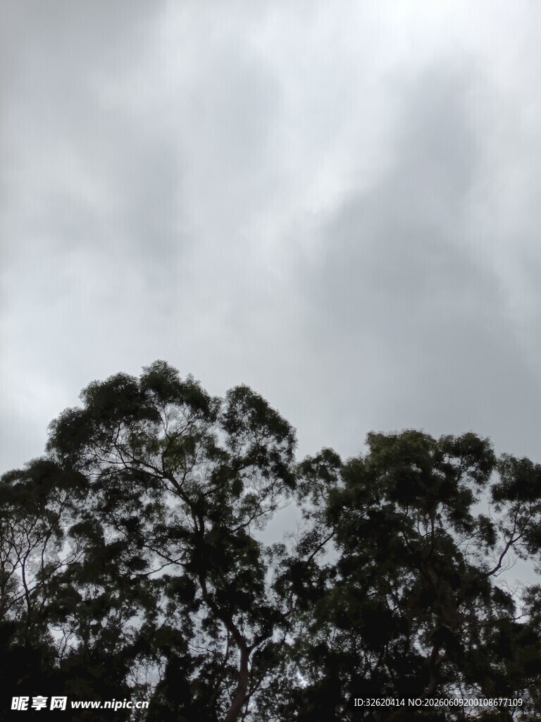 阴天下的树冠