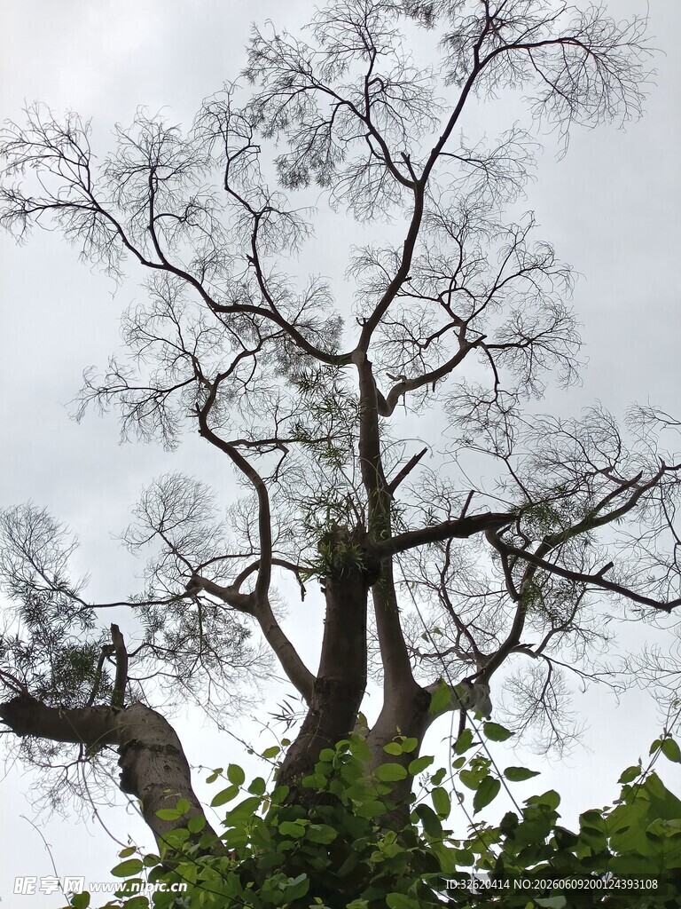 枯树挺立
