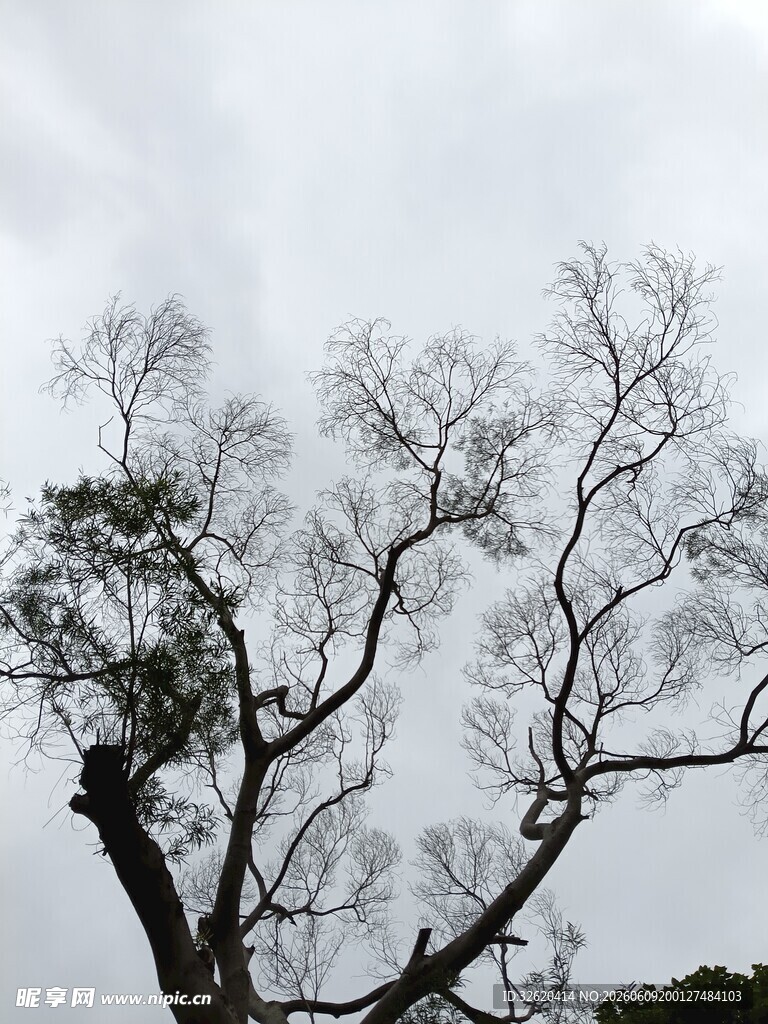 枯树挺立