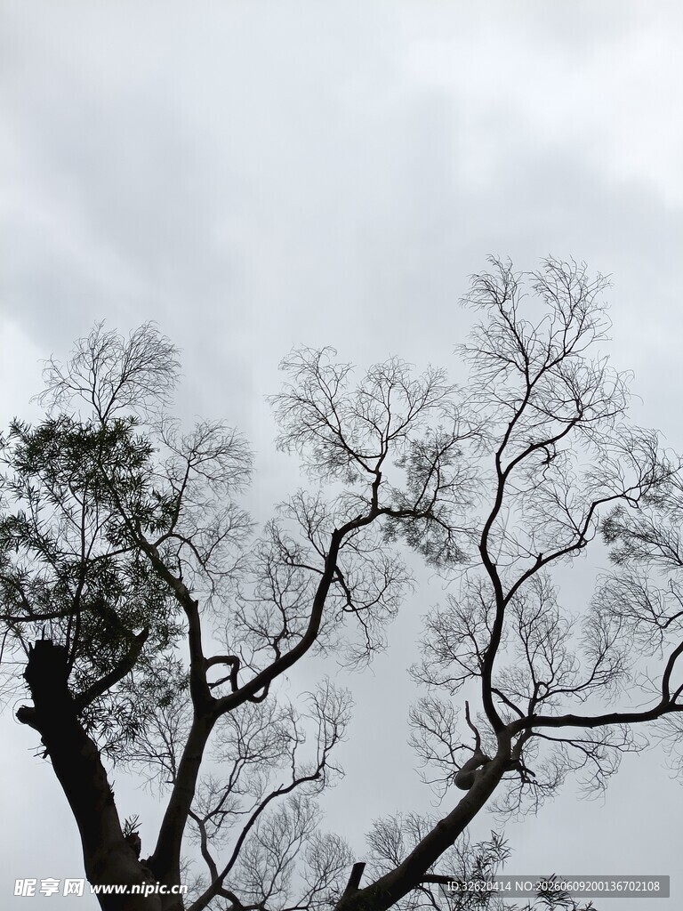 枯树映灰天
