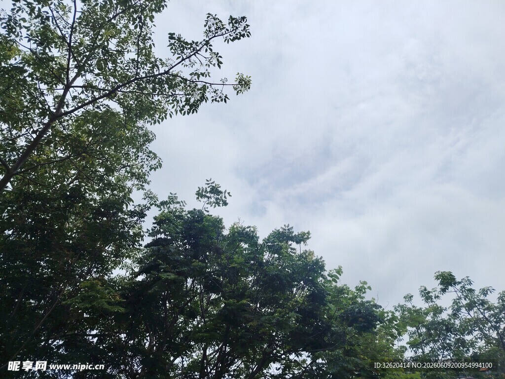 树梢上的天空与枝叶