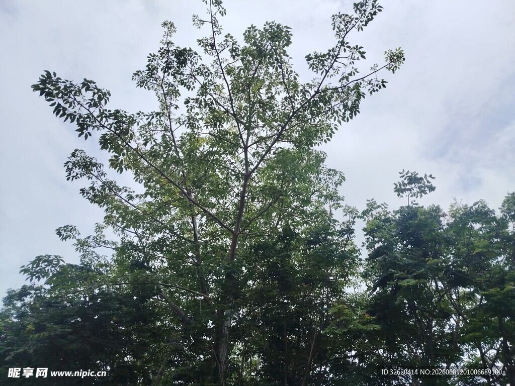 挺拔绿树于蓝天白云下