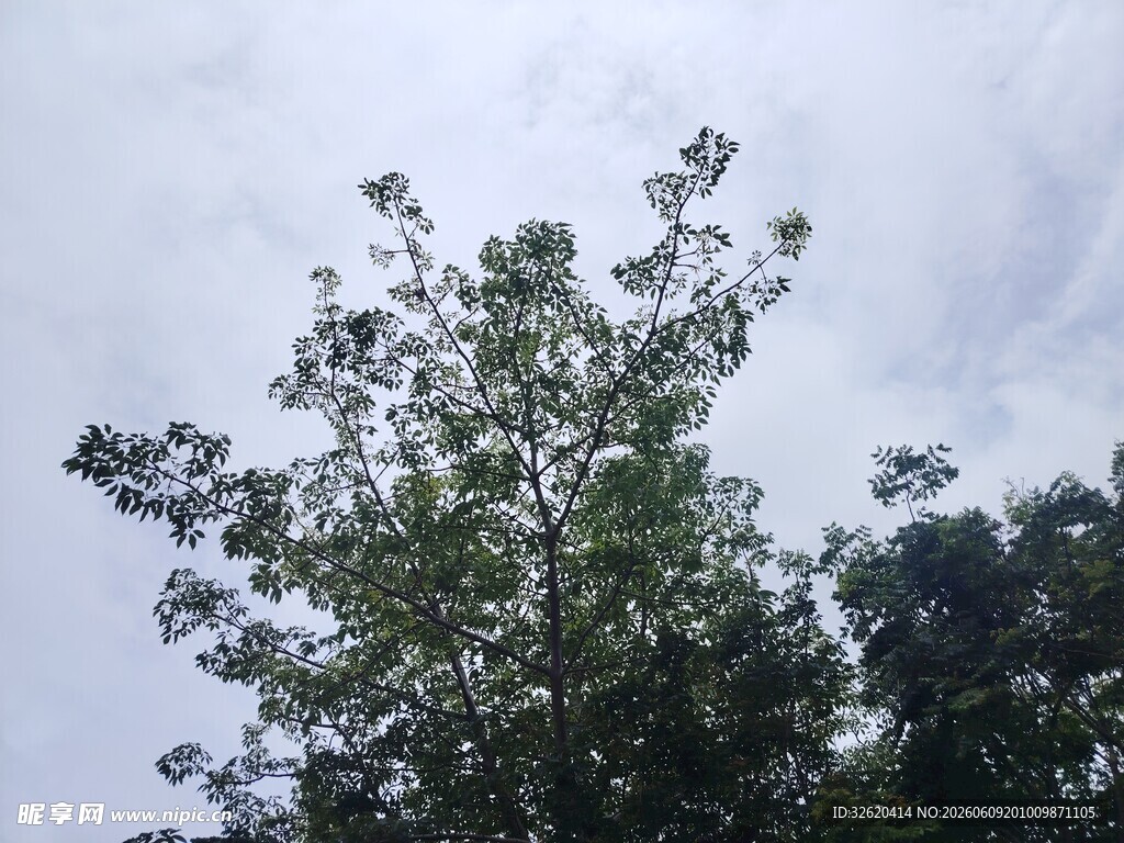 天空下的繁茂绿树