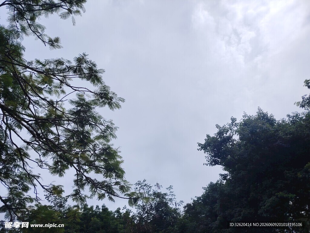 林间树梢望天空