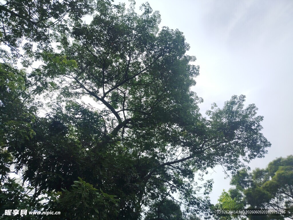 茂密树林中的高大树冠